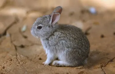 Este animal nativo del Edomex es el único en México que "habla" con vocalizaciones