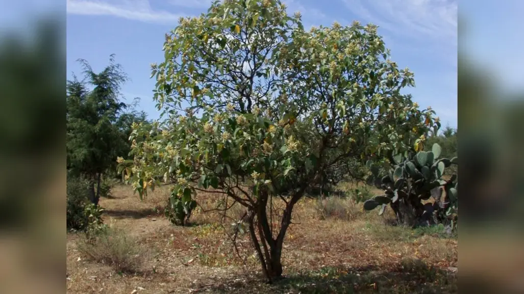 Este árbol nativo del Edomex es usado para aliviar malestares digestivos casi al instante