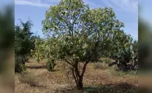 Este árbol nativo del Edomex es usado para aliviar malestares digestivos casi al instante