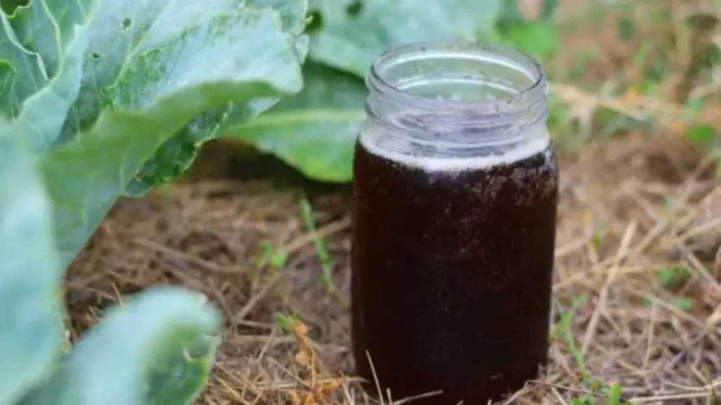 Este superalimento líquido para tus plantas está hecho con té de compost y es ideal en verano