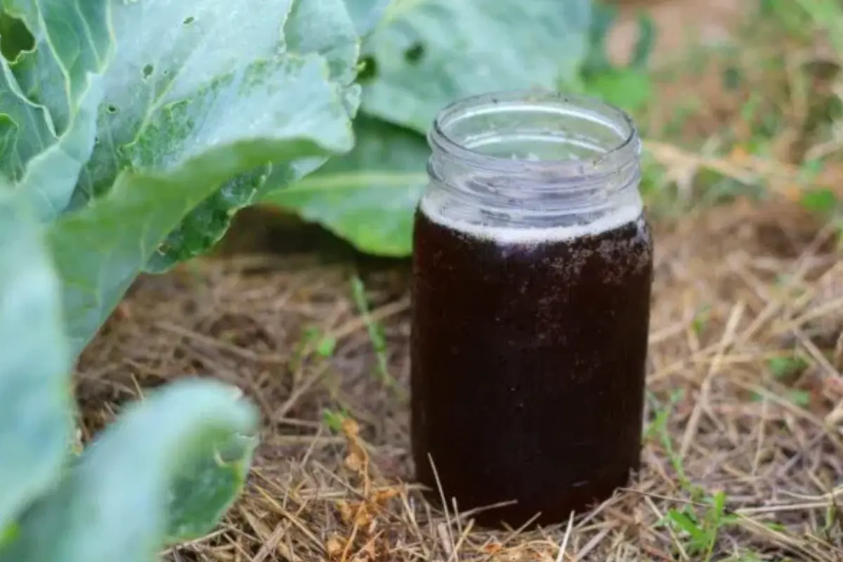 Muchos jardineros buscan alternativas naturales para optimizar el crecimiento de sus plantas y el té de abono es la respuesta. Foto: AgroHuerto