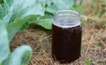 Este superalimento líquido para tus plantas está hecho con té de compost y es ideal en verano