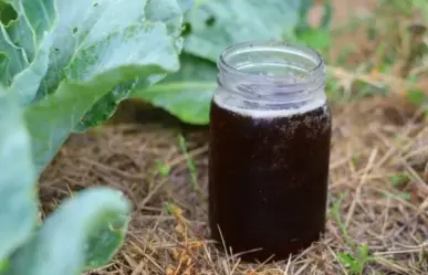 Este superalimento líquido para tus plantas está hecho con té de compost y es ideal en verano