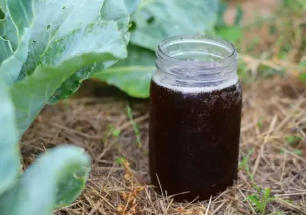 Este superalimento líquido para tus plantas está hecho con té de compost y es ideal en verano