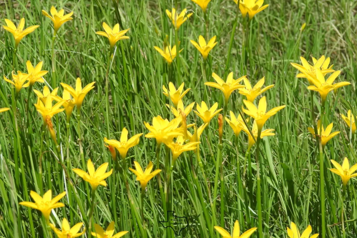 El lirio de lluvia brota repentinamente tras las tormentas. Foto: iNaturalist