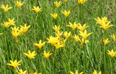 Descubre la flor nativa de Tamaulipas que brota repentinamente tras una tormenta