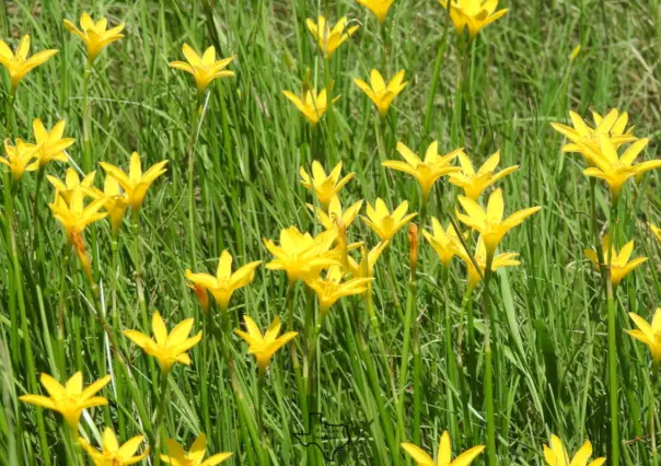 Descubre la flor nativa de Tamaulipas que brota repentinamente tras una tormenta