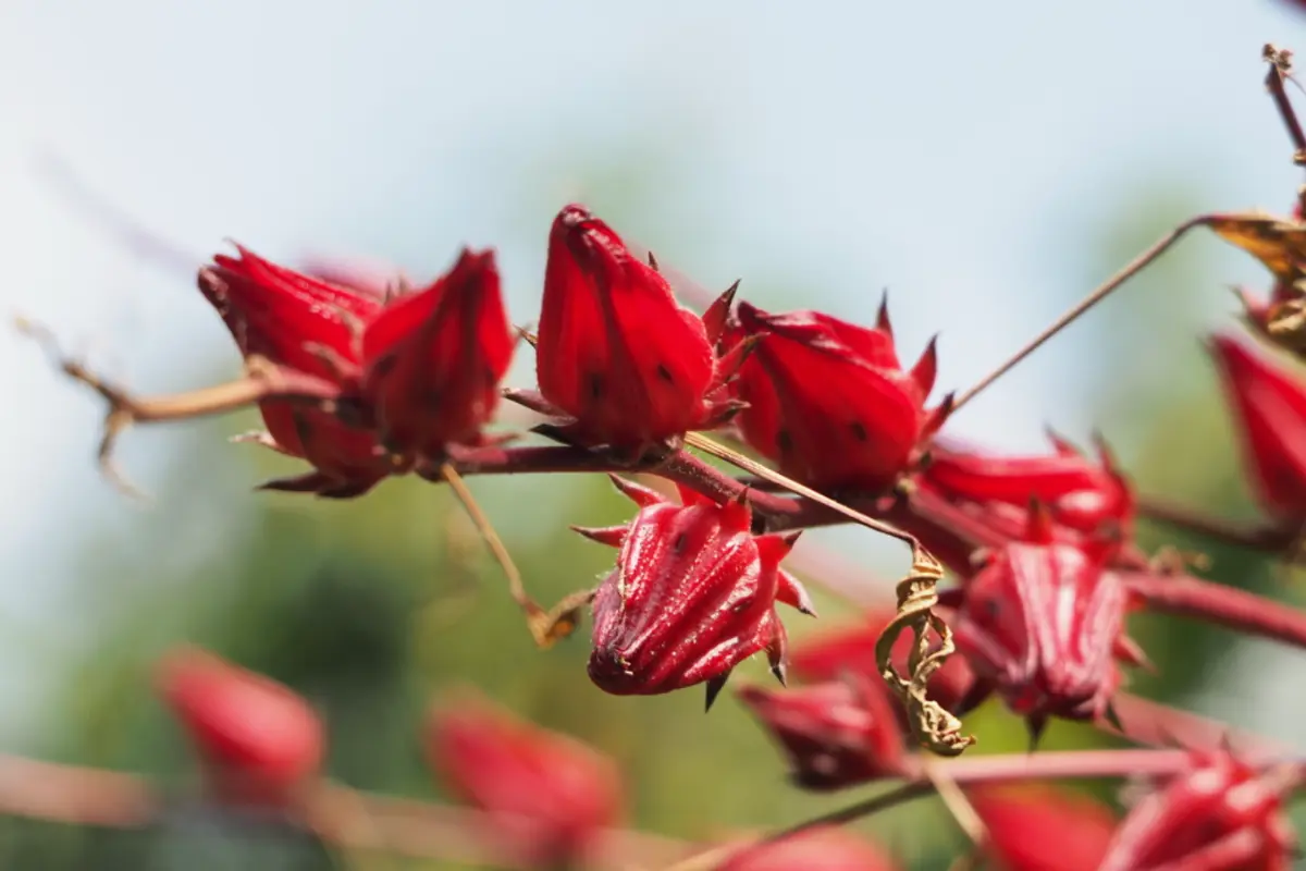 Flor de jamaica (Hibiscus sabdariffa). Foto: iNaturalist