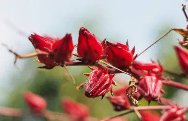 Esta flor de Tamaulipas es ideal para eliminar el exceso de líquidos en el cuerpo