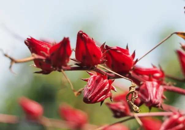 Esta flor de Tamaulipas es ideal para eliminar el exceso de líquidos en el cuerpo