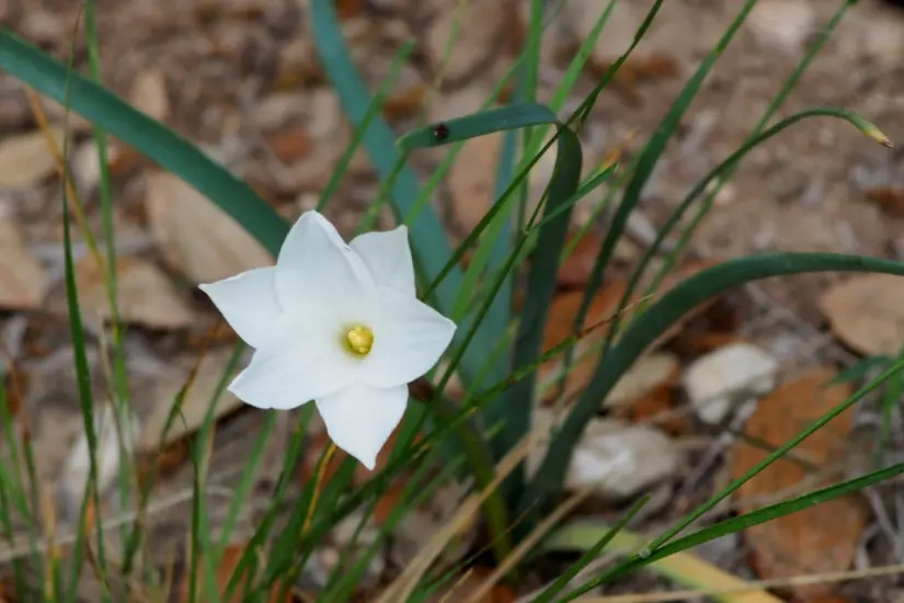 Las flores del lirio de lluvia pueden ser blancas, rosadas o amarillas. Foto: iNaturalist