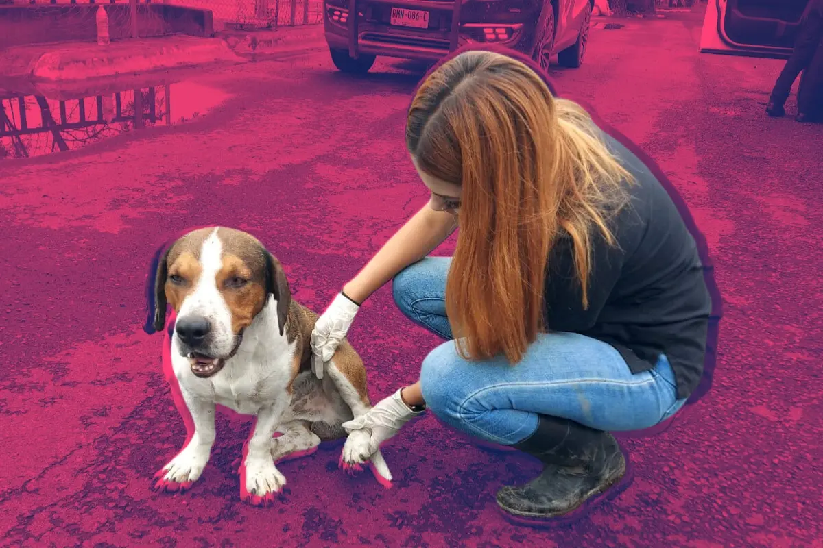 Perrito rescatado en arroyo La Talaverna en el municipio de Guadalupe. Foto: Composición Canva