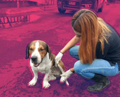 ¡Moviendo la cola!, vuelve perrito rescatado en La Talaverna I FOTOS