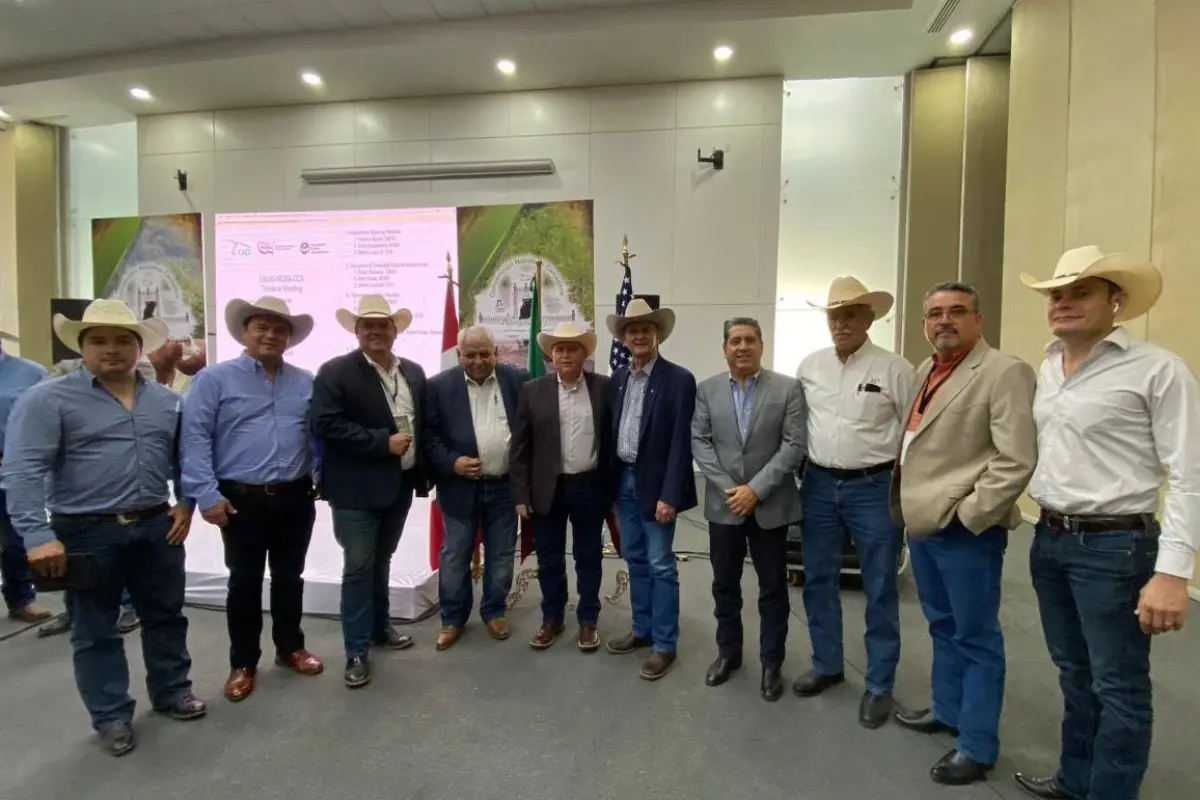 Además del costo económico, algunos de esos animales ya no podrán ser exportados, por superar los pesos máximos permitidos en los corrales de acopio de Estados Unidos. Foto: SADER