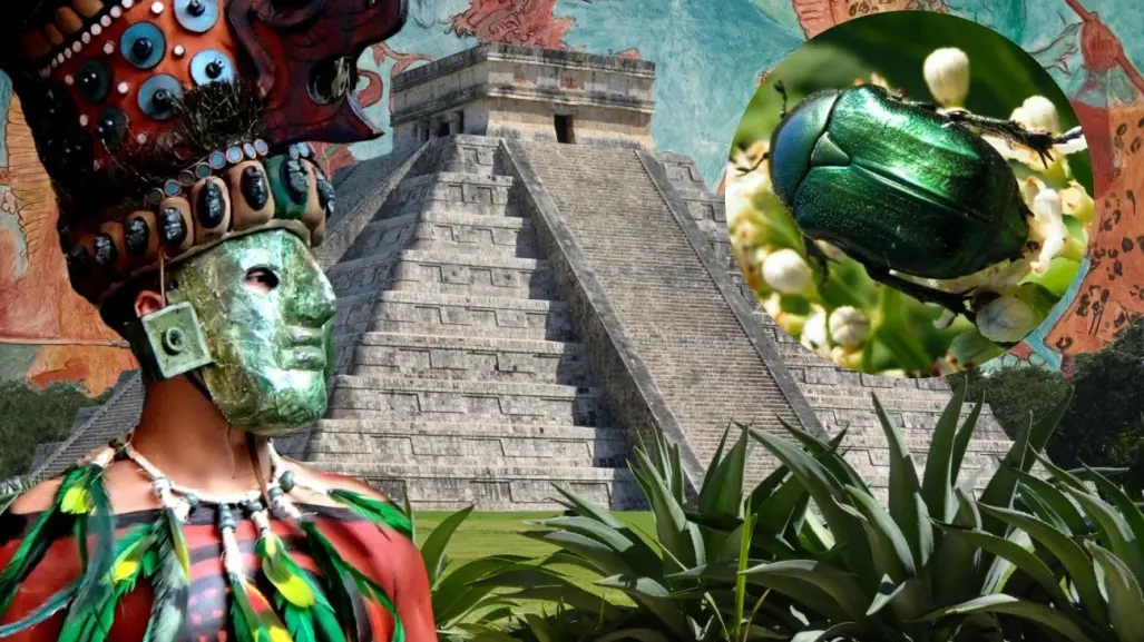 Sacuchero: el escarabajo que encuentras en Yucatán con una fascinante leyenda maya
