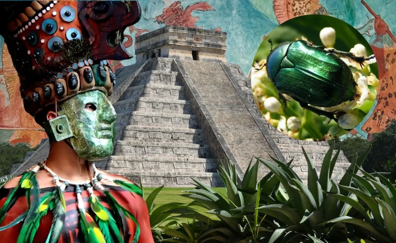 ¿Qué dice la leyenda maya del escarabajo sacuchero? Foto: Canva | @Botanica