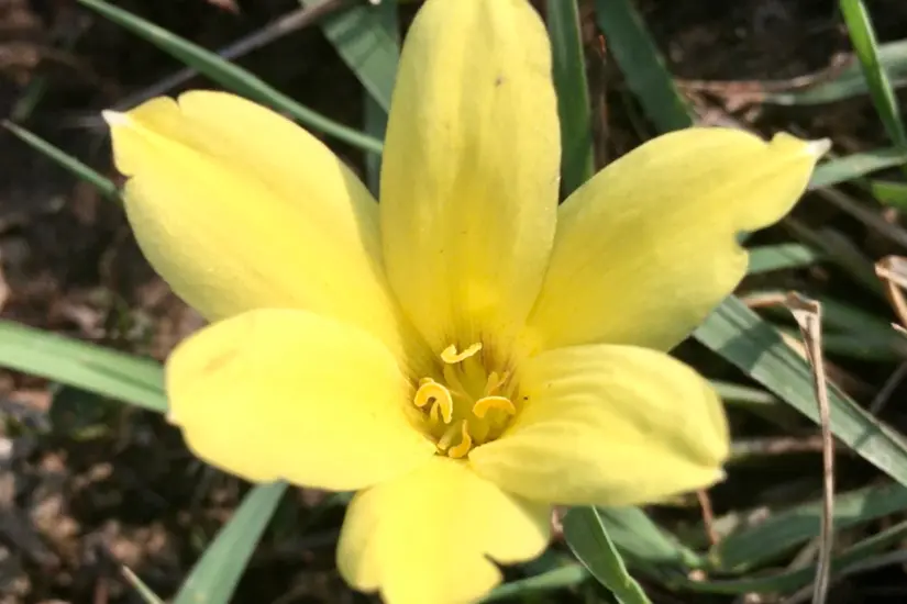 El lirio de lluvia, una flor nativa de zonas sub-húmedas de Tamaulipas, brota tras las tormentas o temporales de lluvia. Foto: iNaturalist