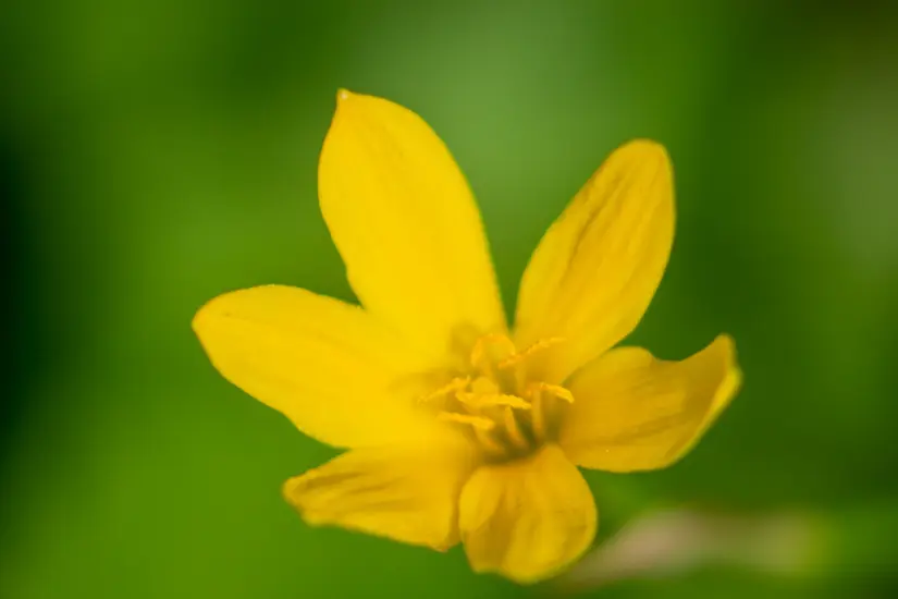 Lirio de lluvia (Zephyranthes spp.). Foto: iNaturalist