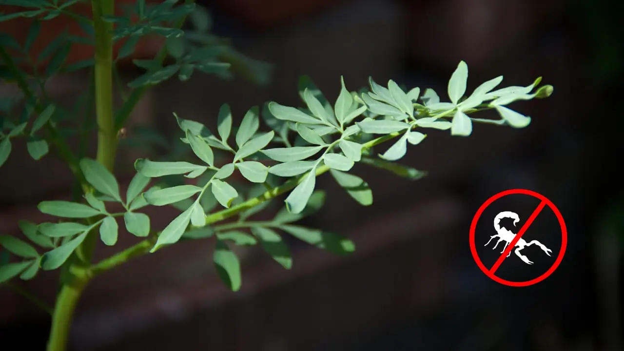 La planta de ruda te ayudará a mantener lejos al alacrán de Durango | Foto: Canva
