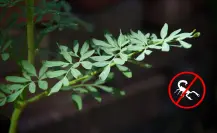 Esto cuesta una planta de ruda, ideal para alejar al alacrán de Durango de tu hogar