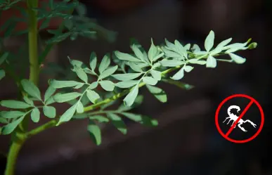 Esto cuesta una planta de ruda, ideal para alejar al alacrán de Durango de tu hogar