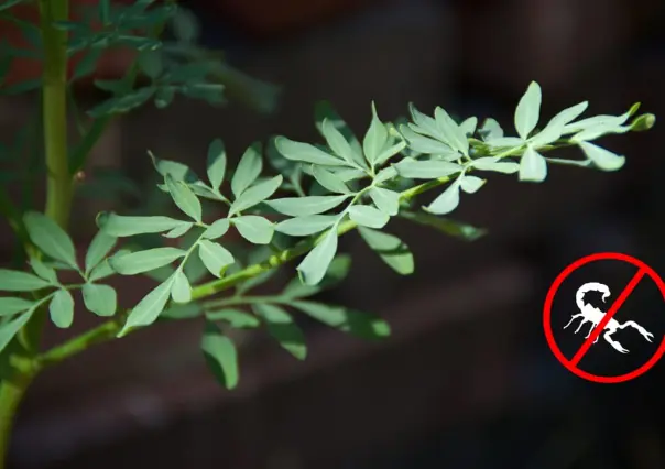 Esto cuesta una planta de ruda, ideal para alejar al alacrán de Durango de tu hogar