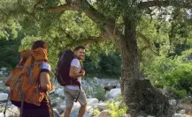 Este árbol gigante solo crece en la Sierra más alta de Baja California Sur