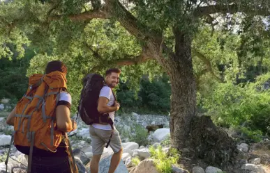 Este árbol gigante solo crece en la Sierra más alta de Baja California Sur