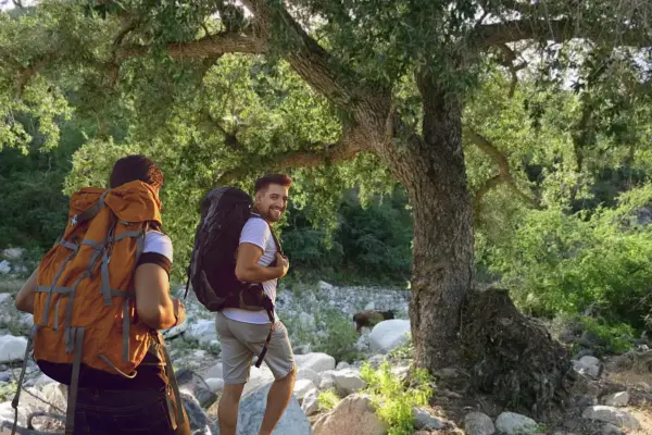 Este árbol gigante solo crece en la Sierra más alta de Baja California Sur