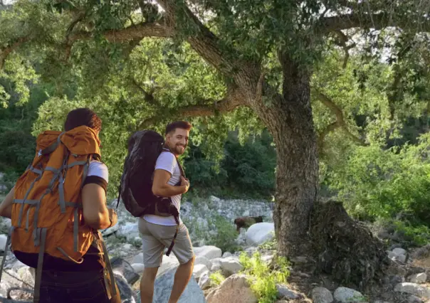 Este árbol gigante solo crece en la Sierra más alta de Baja California Sur