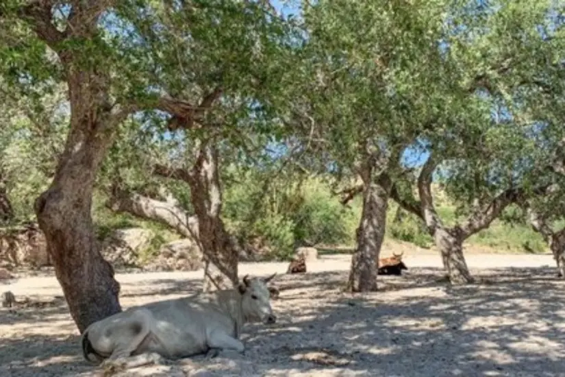 Foto: Baja Coastal Institute