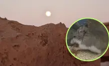 El pequeño animal nativo de Durango famoso por alimentarse de alacranes