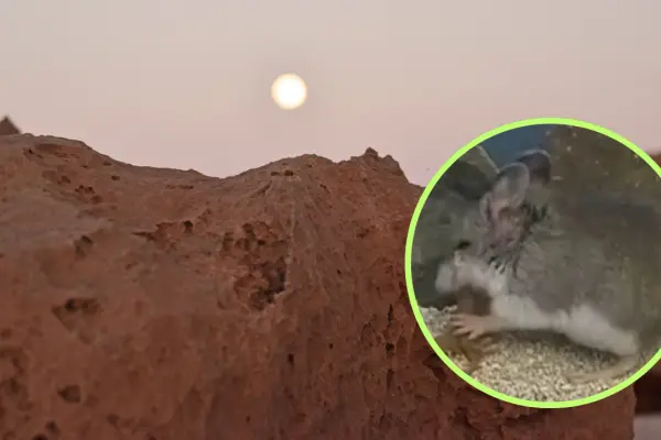 El pequeño animal nativo de Durango famoso por alimentarse de alacranes