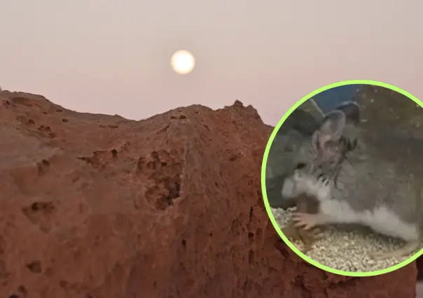 El pequeño animal nativo de Durango famoso por alimentarse de alacranes