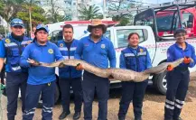 Protección Civil captura una serpiente gigante en Tabasco