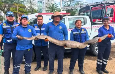 Protección Civil captura una serpiente gigante en Tabasco