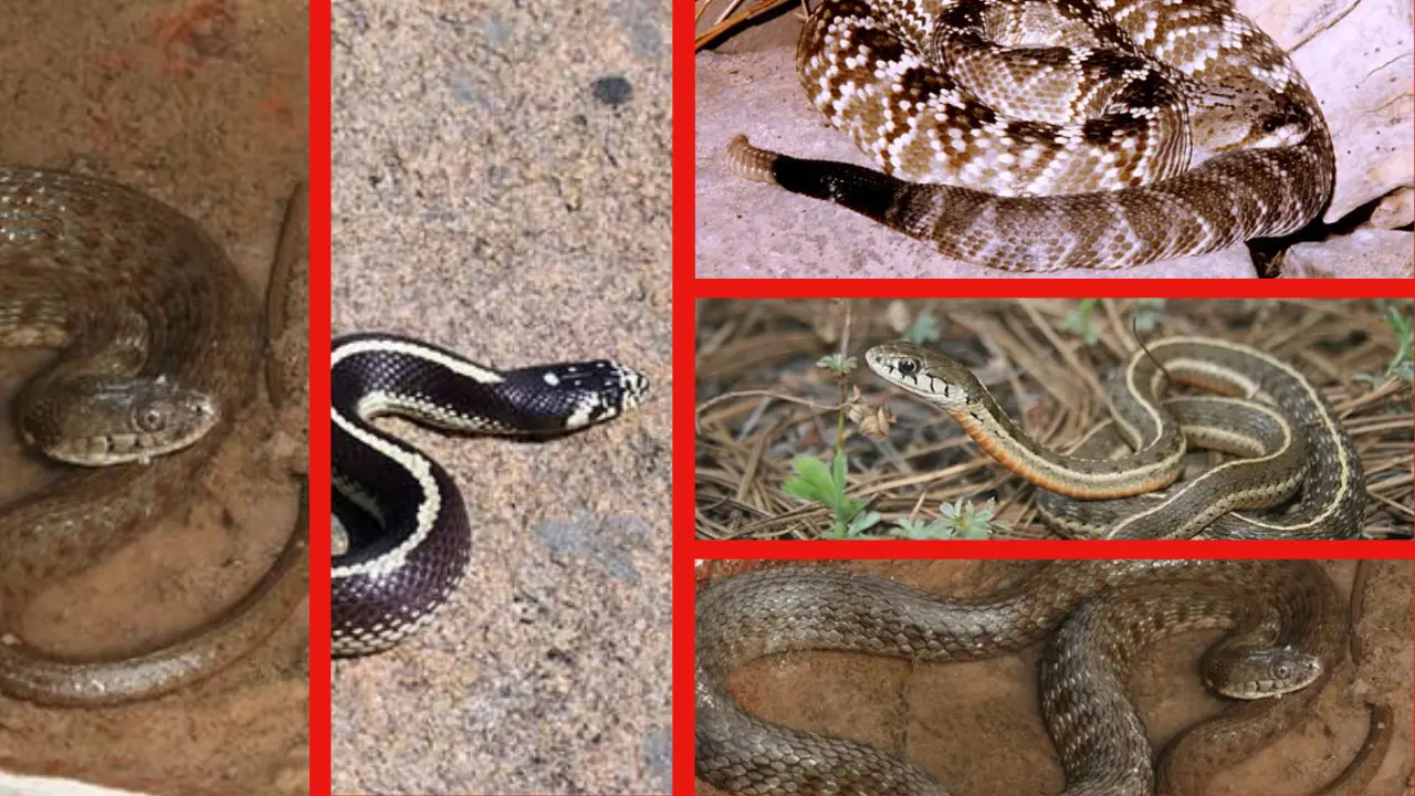 Estas especies de serpientes nativas de Durango las podrás encontrar en los diferentes climas que tiene el territorio estatal. Foto: Especial.