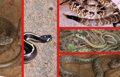 5 serpientes nativas que viven en el extenso territorio de Durango