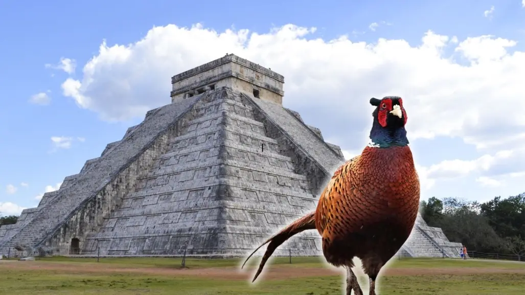 ¿Por qué se dice que Yucatán es la tierra del faisán?