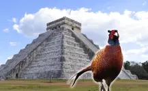 ¿Por qué se dice que Yucatán es la tierra del faisán?