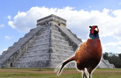 ¿Por qué se dice que Yucatán es la tierra del faisán?