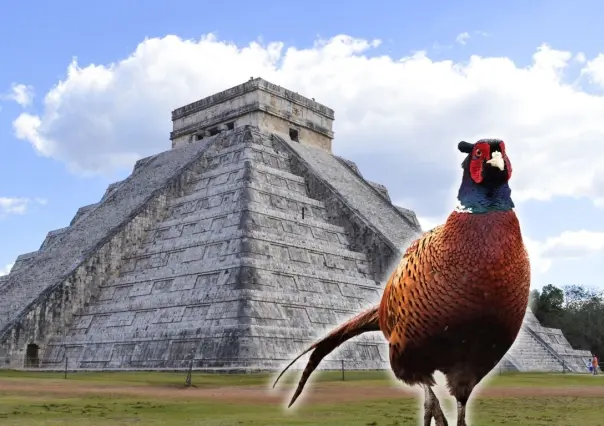 ¿Por qué se dice que Yucatán es la tierra del faisán?