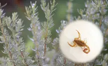 El alacrán de Durango y la razón por la que el aroma de esta popular planta lo ahuyenta