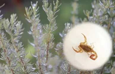 El alacrán de Durango y la razón por la que el aroma de esta popular planta lo ahuyenta