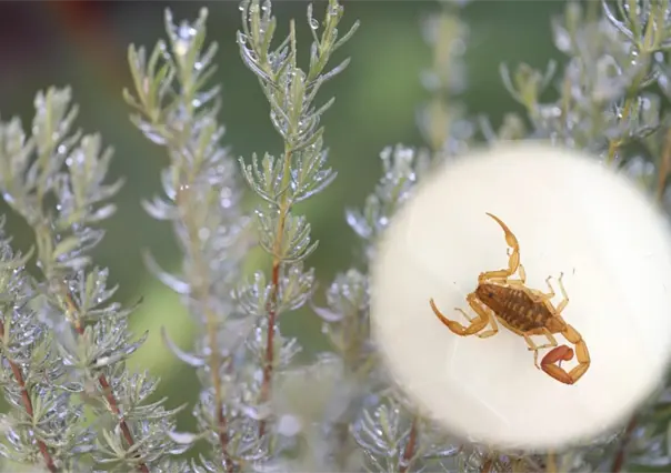 El alacrán de Durango y la razón por la que el aroma de esta popular planta lo ahuyenta
