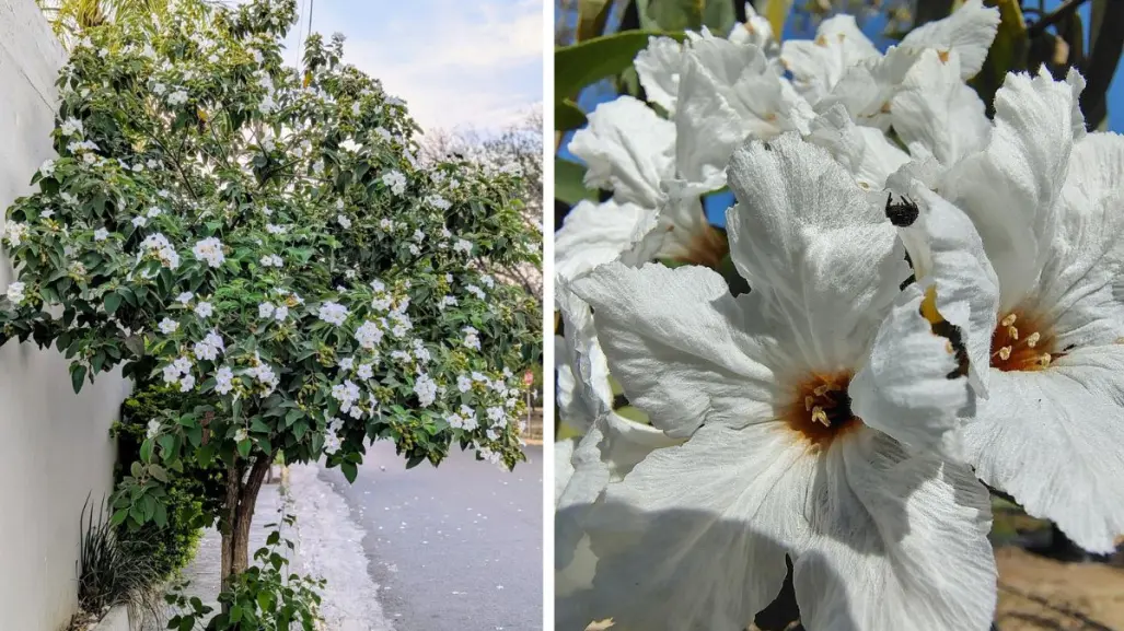 Este es el árbol nativo de Coahuila que sobrevive al desierto