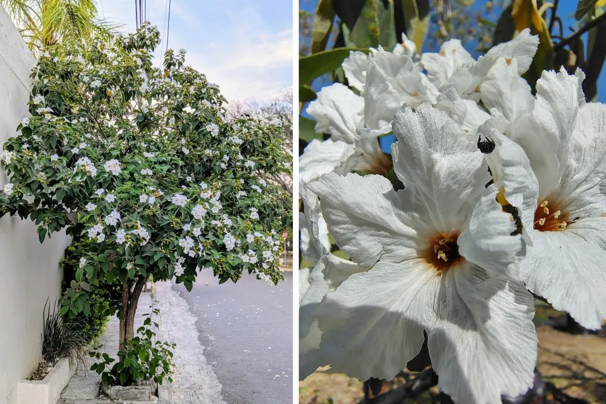 Árbol de Coahuila que pinta de blanco el desierto. Fotos de Variegada.