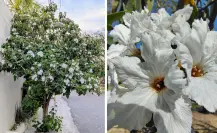 Este es el árbol nativo de Coahuila que sobrevive al desierto