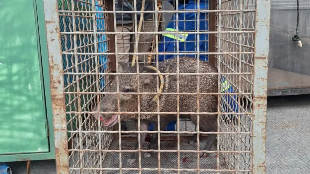 Animales nativos de Nuevo León: rescatan a jabalí en calles de San Nicolás