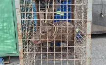 Animales nativos de Nuevo León: rescatan a jabalí en calles de San Nicolás